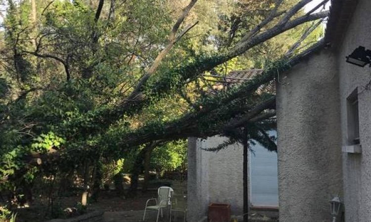 Travaux d'élagage d'arbres - Saint-Jean-de-Védas - Rodriguez Paysages